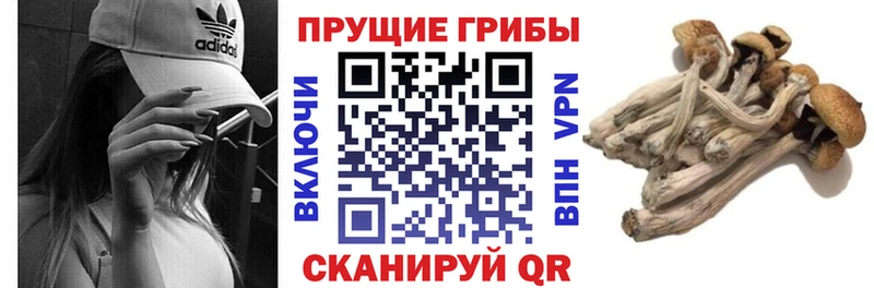 kraken маркетплейс  Покров  Псилоцибиновые грибы прущие грибы 